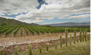 Wines of Salta (North Argentina)