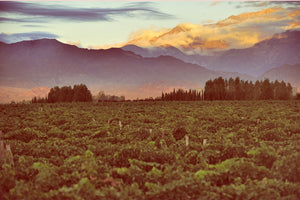 SENSE OF PLACE A MAXIM AMONGST WINEMAKERS IN ARGENTINA TO DESCRIBE THEIR WINES. THE ALTITUDE, SOIL AND MICROCLIMATES COMBINED WITH MODERN WINEMAKING TECHNIQUES MAKE ARGENTINIAN WINES UNIQUE.